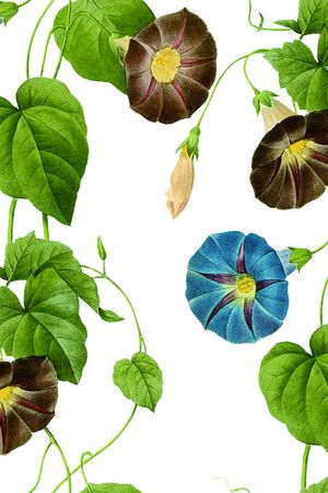 花藤印花花型图片