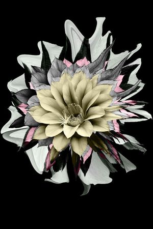 时尚印花花型图片