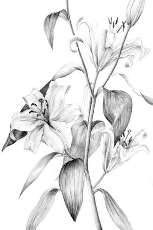 Placed floral印花花型图片
