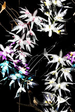 数码印花花型图片