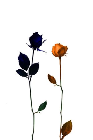 L.D~渐变印花花型图片
