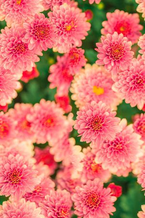 潮流时尚花印花花型图片