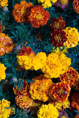 时尚花蕾 花卉印花花型图片