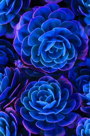 流行时尚印花花型图片