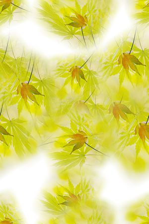 大牌印花花型图片
