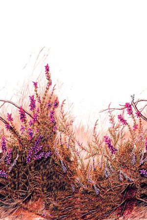 原创印花花型图片