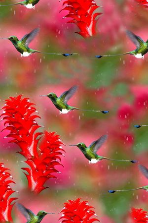 蜂鸟印花花型图片