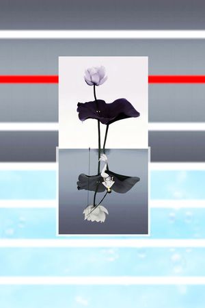 荷花印花花型图片