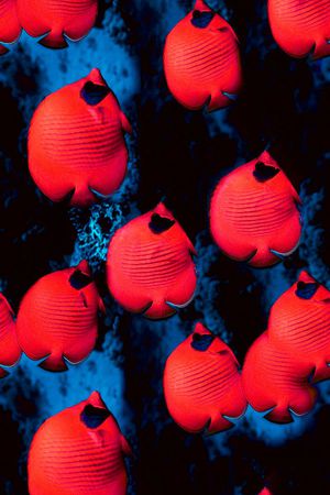 海洋生物印花花型图片