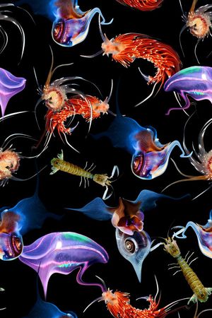 海底生物印花花型图片