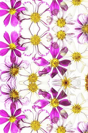 菊花印花花型图片