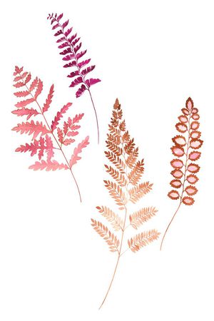 高清花卉印花花型图片
