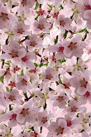 花卉印花花型图片