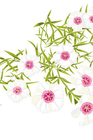 花瓣印花花型图片