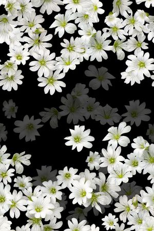 小白花印花花型图片