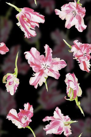 郁金香印花花型图片