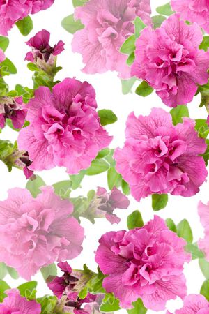 花朵印花花型图片