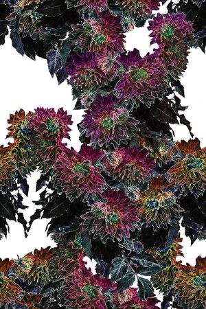 典雅印花花型图片
