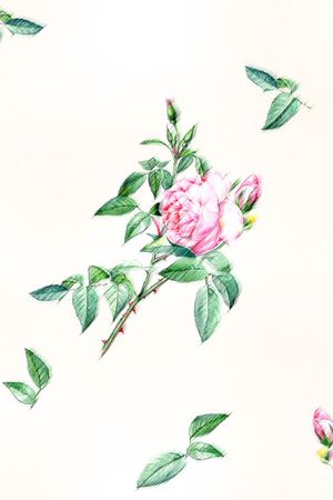 风效果印花花型图片