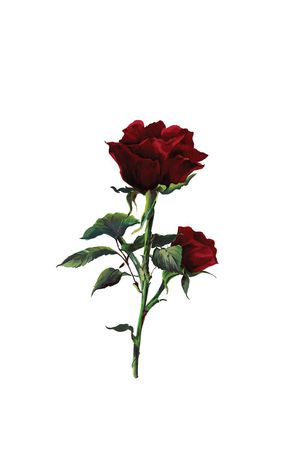 杜嘉班纳定位花印花花型图片