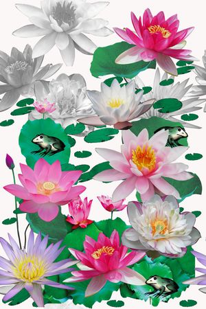 荷花印花花型图片