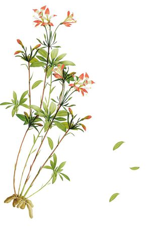 定位印花花型图片