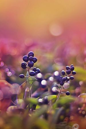 花卉印花花型图片