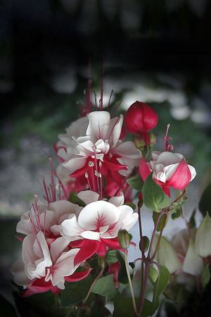 花朵印花花型图片