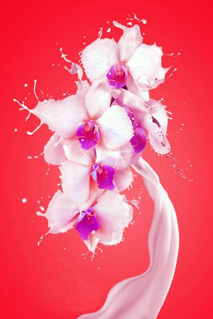 花朵印花花型图片