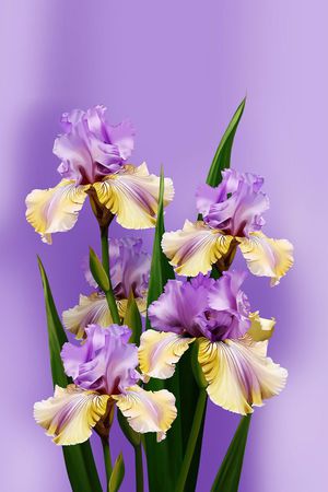 花朵印花花型图片