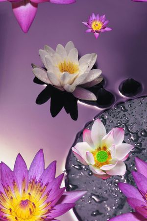花朵印花花型图片