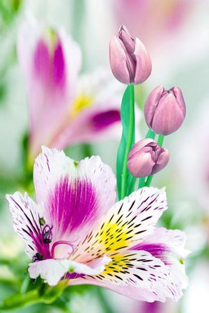 花朵印花花型图片
