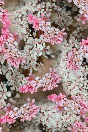 花朵印花花型图片