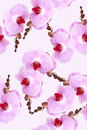 时尚抽象清爽女装裙子花卉印花印花花型图片