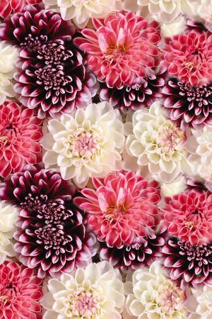 colorfull印花花型图片