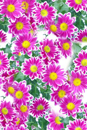 花朵印花花型图片