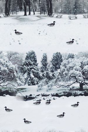 树林印花花型图片