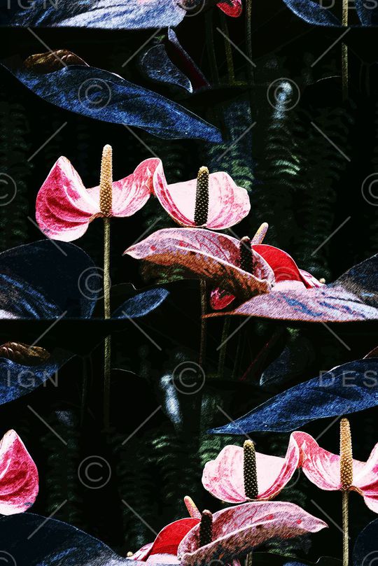 红掌印花花型图片
