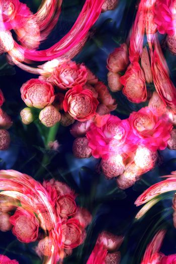 红色长寿花印花花型图片