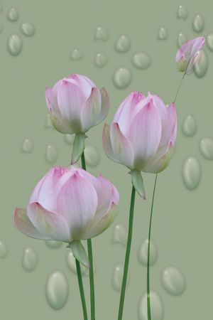 莲花印花花型图片