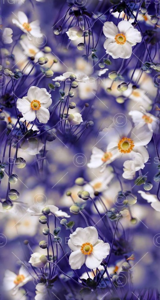 照片印花花型图片