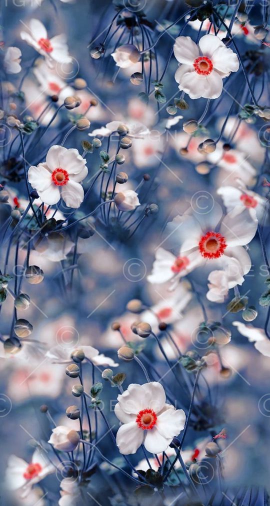 照片印花花型图片