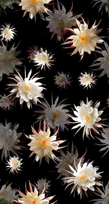 花朵印花花型图片