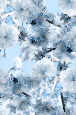 梨花印花花型图片