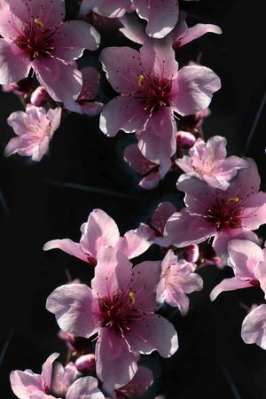 桃花印花花型图片