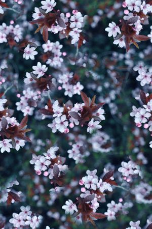 抽象3D植物花卉小碎花数码印花印花花型图片