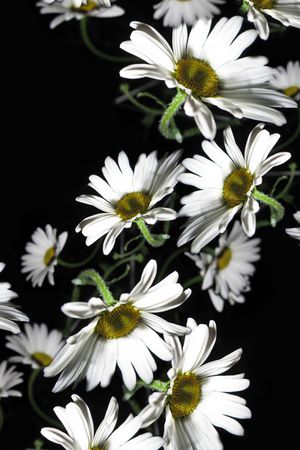 菊花印花花型图片