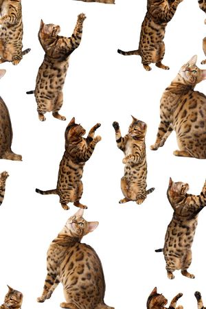 抽象手绘3D动物猫猫数码印花印花花型图片