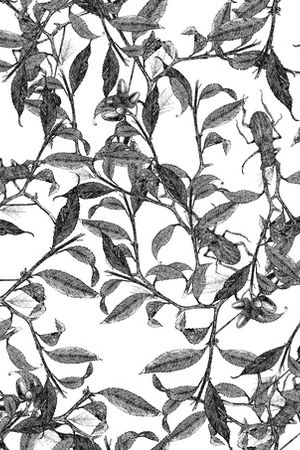 黑白花印花花型图片