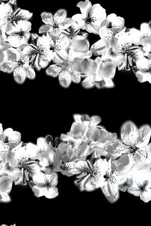 郁金香印花花型图片